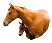 北海道産サラブレッド馬