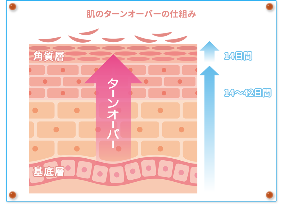 肌のターンオーバーの仕組み